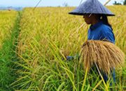 Musim Panen Tiba, Petani Jatiluwih Krisis Buruh ‘Manyi’ Panen Padi