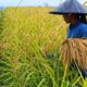 Musim Panen Tiba, Petani Jatiluwih Krisis Buruh ‘Manyi’ Panen Padi
