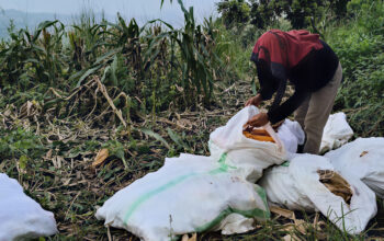 150 Pekerja Proyek Jagung di Cikalongwetan Mengaku Belum Dibayar, Tunggakan Capai Rp899 Juta