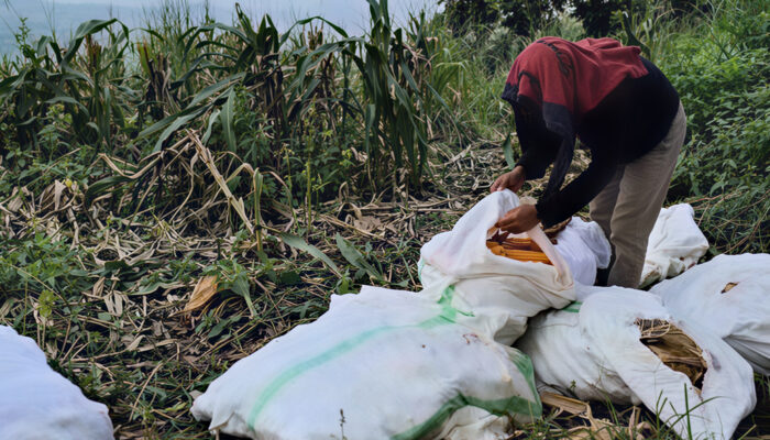 150 Pekerja Proyek Jagung di Cikalongwetan Mengaku Belum Dibayar, Tunggakan Capai Rp899 Juta