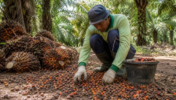Brondolan Sawit Jadi Tumpuan Hidup Warga Aceh Singkil, Buruh Harian Andalkan Upah per Kilogram