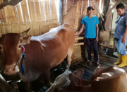 Kisah Feri Efendi, Mantan Buruh Tani Bondowoso yang Sukses Bangun Aset Ternak Lewat MAT PECI