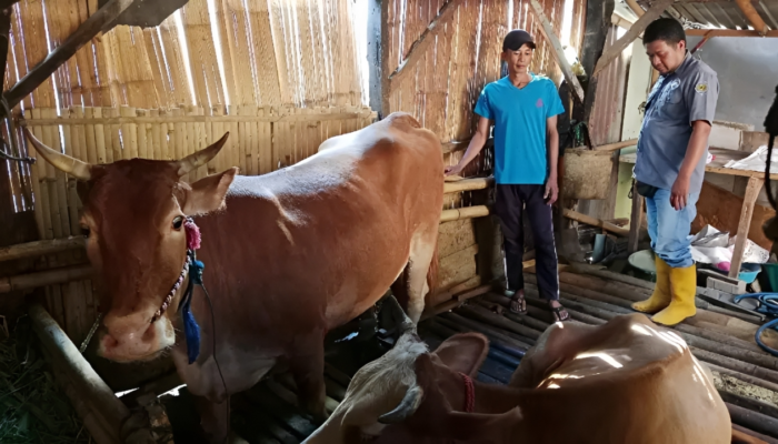 Kisah Feri Efendi, Mantan Buruh Tani Bondowoso yang Sukses Bangun Aset Ternak Lewat MAT PECI