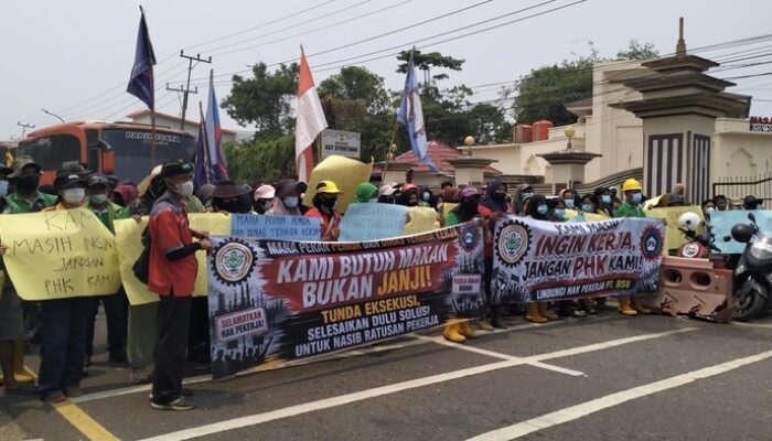 Eksekusi 1.329 Hektare Lahan Sawit di Jambi, Nasib Ratusan Karyawan Terancam PHK