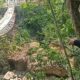 Jembatan Gantung Pongpet Pangandaran Putus Saat Bupati Melintas, KSAD Minta Maaf